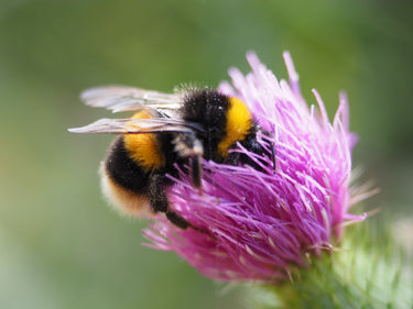 Insects